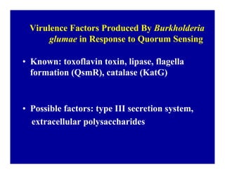 Bacterial panicle blight