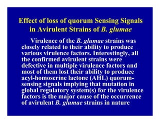 Bacterial panicle blight