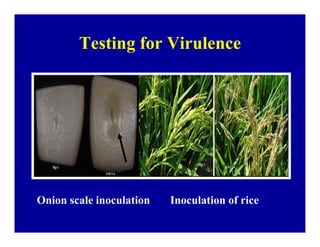 Bacterial panicle blight