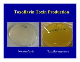 Bacterial panicle blight