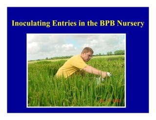 Bacterial panicle blight