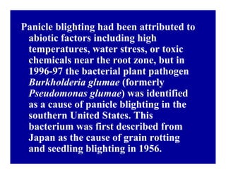 Bacterial panicle blight