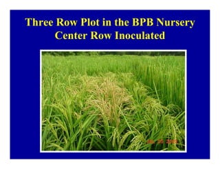 Bacterial panicle blight