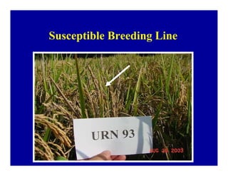 Bacterial panicle blight