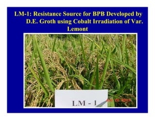 Bacterial panicle blight