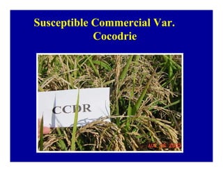 Bacterial panicle blight