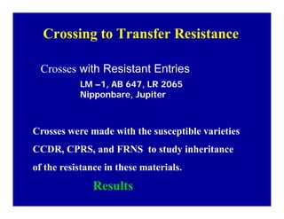 Bacterial panicle blight
