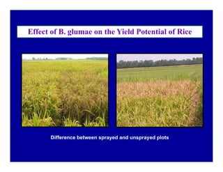 Bacterial panicle blight