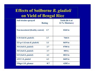 Bacterial panicle blight