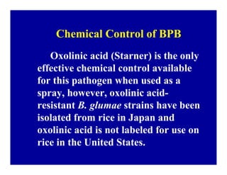 Bacterial panicle blight