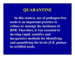 Bacterial panicle blight