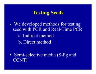 Bacterial panicle blight