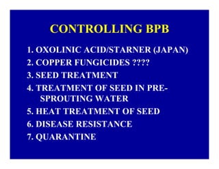 Bacterial panicle blight