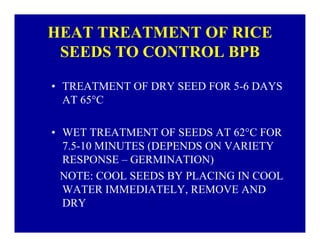 Bacterial panicle blight