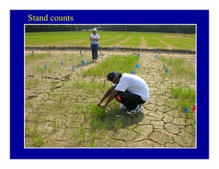 Bacterial panicle blight