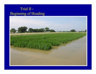 Bacterial panicle blight