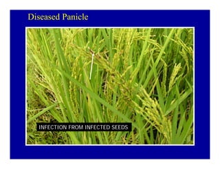 Bacterial panicle blight
