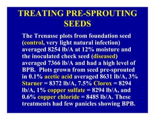 Bacterial panicle blight