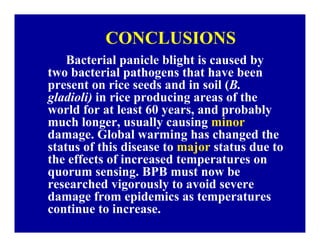 Bacterial panicle blight