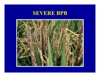 Bacterial panicle blight