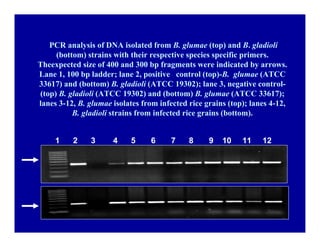 Bacterial panicle blight