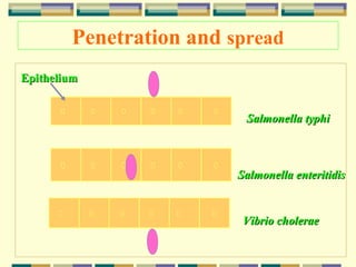 Penetration and spread
Epithelium
Salmonella typhi

Salmonella enteritidis

Vibrio cholerae

 