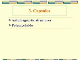 3. Capsules
Antiphagocytic structures
Polysacchride

 