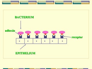 BACTERIUM

adhesin
receptor

EPITHELIUM

 