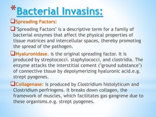 *Bacterial Invasins:
Spreading Factors:
"Spreading Factors" is a descriptive term for a family of
bacterial enzymes that affect the physical properties of
tissue matrices and intercellular spaces, thereby promoting
the spread of the pathogen.
Hyaluronidase. is the original spreading factor. It is
produced by streptococci. staphylococci, and clostridia. The
enzyme attacks the interstitial cement ("ground substance")
of connective tissue by depolymerizing hyaluronic acid.e.g.
strept pyogenes.
Collagenase: is produced by Clostridium histolyticum and
Clostridium perfringens. It breaks down collagen, the
framework of muscles, which facilitates gas gangrene due to
these organisms.e.g. strept pyogenes.
 