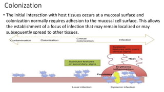 Colonization
• The initial interaction with host tissues occurs at a mucosal surface and
colonization normally requires adhesion to the mucosal cell surface. This allows
the establishment of a focus of infection that may remain localized or may
subsequently spread to other tissues.
 