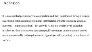 Adhesion
• It is an essential preliminary to colonization and then penetration through tissues.
Successful colonization also requires that bacteria are able to acquire essential
nutrients—in particular iron—for growth. At the molecular level, adhesion
involves surface interactions between specific receptors on the mammalian cell
membrane (usually carbohydrates) and ligands (usually proteins) on the bacterial
surface.
 