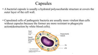 Capsules
• A bacterial capsule is usually a hydrated polysaccharide structure at covers the
outer layer of the cell wall.
• Capsulated cells of pathogenic bacteria are usually more virulent than cells
without capsules because the former are more resistant to phagocytic
action(destruction by white blood cells).
 