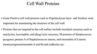 Cell Wall Proteins
• Gram Positive cell wall proteins such as Peptidoclycan layer and Teichoic acid,
important for maintaining the structure of the cell wall
• Proteins that are targeted to the cell surface include muralytic enzymes such as
autolysins, lysostaphin, and phage lytic enzymes, M proteins of Streptococcus
pyogenes, protein A of Staphylococcus aureus, and internalins of Listeria
monocytogenes(internalin A and B) and cadherins etc.
 