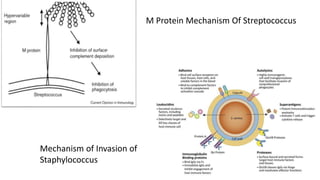 M Protein Mechanism Of Streptococcus
Mechanism of Invasion of
Staphylococcus
 