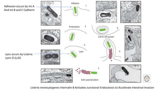 Listeria monocytogenes Internalin B Activates Junctional Endocytosis to Accelerate Intestinal Invasion
Adhesion occurs by Int A
And Int B and E Cadherin
Lysis occurs by Listeria
Lysin O (LLO)
 