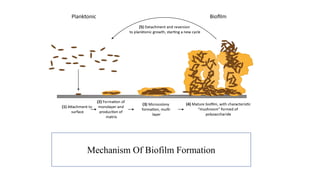 Mechanism Of Biofilm Formation
 