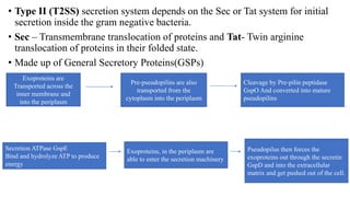 • Type II (T2SS) secretion system depends on the Sec or Tat system for initial
secretion inside the gram negative bacteria.
• Sec – Transmembrane translocation of proteins and Tat- Twin arginine
translocation of proteins in their folded state.
• Made up of General Secretory Proteins(GSPs)
Exoproteins are
Transported across the
inner membrane and
into the periplasm
Pre-pseudopilins are also
transported from the
cytoplasm into the periplasm
Cleavage by Pre-pilin peptidase
GspO And converted into mature
pseudopilins
Secretion ATPase GspE
Bind and hydrolyze ATP to produce
energy
Exoproteins, in the periplasm are
able to enter the secretion machinery
Pseudopilus then forces the
exoproteins out through the secretin
GspD and into the extracellular
matrix and get pushed out of the cell.
 