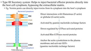 • Type III Secretory system: Helps to inject bacterial effector proteins directly into
the host cell cytoplasm, bypassing the extracellular matrix.
• Eg. Yesinia pestis can directly inject toxins from its cytoplasm into the host’s cytoplasm
Direct interactions with filamentous (F-actin)
or globular (G-actin) actin.
Activated by guanine nucleotide exchange factors
Down-regulated by GTPase-activated proteins
Activated Rho GTPases recruit proteins
Anchor the actin cytoskeleton to the plasma
membrane and activate GEFs
(guanine nucleotide exchange factors)
 