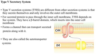 Type V Secretory System
• Type V secretion systems (T5SS) are different from other secretion systems is that
they secrete themselves and only involves the outer cell membrane.
• For secreted protein to pass through the inner cell membrane, T5SS depends on
Sec system. They have a β-barrel domain, which inserts into the outer cell
membrane
• Forms a channel that can transport secreted
protein along with it.
• They are also called the autotransporter
systems
 