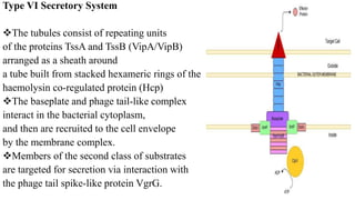 Type VI Secretory System
The tubules consist of repeating units
of the proteins TssA and TssB (VipA/VipB)
arranged as a sheath around
a tube built from stacked hexameric rings of the
haemolysin co-regulated protein (Hcp)
The baseplate and phage tail-like complex
interact in the bacterial cytoplasm,
and then are recruited to the cell envelope
by the membrane complex.
Members of the second class of substrates
are targeted for secretion via interaction with
the phage tail spike-like protein VgrG.
 