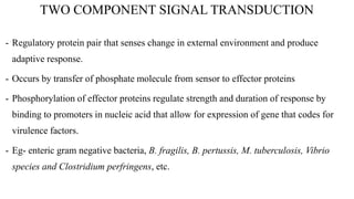 TWO COMPONENT SIGNAL TRANSDUCTION
- Regulatory protein pair that senses change in external environment and produce
adaptive response.
- Occurs by transfer of phosphate molecule from sensor to effector proteins
- Phosphorylation of effector proteins regulate strength and duration of response by
binding to promoters in nucleic acid that allow for expression of gene that codes for
virulence factors.
- Eg- enteric gram negative bacteria, B. fragilis, B. pertussis, M. tuberculosis, Vibrio
species and Clostridium perfringens, etc.
 