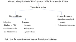- Further Multiplication Of The Organisms In The Sub-epithelial Tissues
Tissue Destruction
Bacterial Factors Immune Response
- Compliment mediated
Adhesion Invasion cytolysis
-Fimbria or Pilli -Proteases - Cell mediated responses
-Non Pilus adhesins -Collagenases
-Bio-film formation -Hyaluronidases
- Entry into the bloodstream and causing disseminated infection.
 