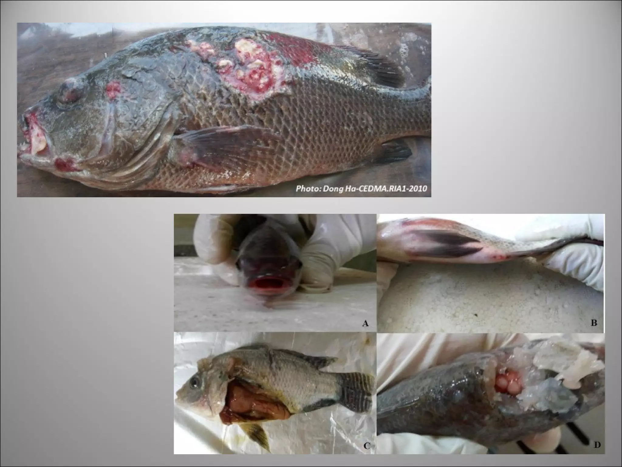 Pathogens of fish | PPT