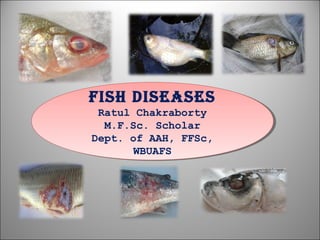 Fish diseases
Ratul Chakraborty
M.F.Sc. Scholar
Dept. of AAH, FFSc,
WBUAFS
Fish diseases
Ratul Chakraborty
M.F.Sc. Scholar
Dept. of AAH, FFSc,
WBUAFS
 