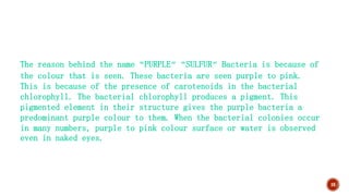 10
The reason behind the name “PURPLE” “SULFUR” Bacteria is because of
the colour that is seen. These bacteria are seen purple to pink.
This is because of the presence of carotenoids in the bacterial
chlorophyll. The bacterial chlorophyll produces a pigment. This
pigmented element in their structure gives the purple bacteria a
predominant purple colour to them. When the bacterial colonies occur
in many numbers, purple to pink colour surface or water is observed
even in naked eyes.
 
