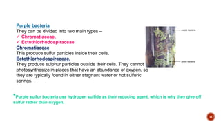 11
Purple bacteria
They can be divided into two main types –
 Chromatiaceae,
 Ectothiorhodospiraceae
Chromatiaceae
This produce sulfur particles inside their cells.
Ectothiorhodospiraceae,
They produce sulphur particles outside their cells. They cannot
photosynthesize in places that have an abundance of oxygen, so
they are typically found in either stagnant water or hot sulfuric
springs.
*Purple sulfur bacteria use hydrogen sulfide as their reducing agent, which is why they give off
sulfur rather than oxygen.
 