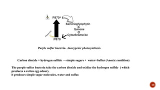 12
Carbon dioxide + hydrogen sulfide → simple sugars + water+Sulfur (Anoxic condition)
The purple sulfur bacteria take the carbon dioxide and oxidize the hydrogen sulfide ( which
produces a rotten egg odour),
it produces simple sugar molecules, water and sulfur.
Purple sulfur bacteria- Anoxygenic photosynthesis.
 
