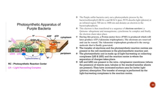 13
 The Purple sulfur bacteria carry out a photosynthetic process by the
bacteriochlorophyll (BChl a and BChl b )pair, P870 absorbs light (photon) at
an infrared region 700 nm to 1000 nm and donates an electron to the
bacteriopheophytin.
 This electron is then transferred to a sequence of electron carriers i.e
Quinone- ubiquinone and menaquinone, cytochrome bc complex and finally
the electron chain takes place.
 During this process, a Proton motor force (PMF) is produced which will
later produce ATP (Adenosine triphosphate). The electrons are reserved
and can be reused. The Adenosine triphosphate produced is the energy
molecule that is finally generated.
 The transfer of electrons and the photosynthetic reaction centres are
present in the cell membrane in the photosynthetic reaction unit.
 The photosynthetic unit is made up of light-harvesting or collecting
complexes (LHI & LHII) and the reaction centre is where the
separation of charges takes place.
 LHI and LHII) are present in the intra- cytoplasmic membrane (where
the presence of vesicle sacs,tubules or the stacked lamellar sheets
are present).They have increased surface area for better light
(photon) absorption.The transfer of energy is performed by the
light-harvesting complexes to the reaction centre.
 