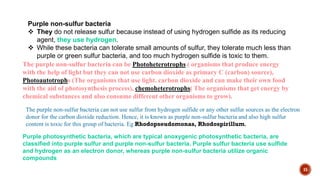 15
Purple non-sulfur bacteria
 They do not release sulfur because instead of using hydrogen sulfide as its reducing
agent, they use hydrogen.
 While these bacteria can tolerate small amounts of sulfur, they tolerate much less than
purple or green sulfur bacteria, and too much hydrogen sulfide is toxic to them.
The purple non-sulfur bacteria can be Photoheterotrophs ( organisms that produce energy
with the help of light but they can not use carbon dioxide as primary C (carbon) source),
Photoautotrophs (The organisms that use light. carbon dioxide and can make their own food
with the aid of photosynthesis process), chemoheterotrophs( The organisms that get energy by
chemical substances and also consume different other organisms to grow).
The purple non-sulfur bacteria can not use sulfur from hydrogen sulfide or any other sulfur sources as the electron
donor for the carbon dioxide reduction. Hence, it is known as purple non-sulfur bacteria and also high sulfur
content is toxic for this group of bacteria. Eg Rhodopseudomonas, Rhodospirillum.
Purple photosynthetic bacteria, which are typical anoxygenic photosynthetic bacteria, are
classified into purple sulfur and purple non-sulfur bacteria. Purple sulfur bacteria use sulfide
and hydrogen as an electron donor, whereas purple non-sulfur bacteria utilize organic
compounds
 