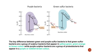 16
The key difference between green and purple sulfur bacteria is that green sulfur
bacteria are a group of sulphur bacteria that appear in yellow-green, green-orange
or brown colour while purple sulphur bacteria are a group of proteobacteria that
appear in a purple or reddish-brown colour.
 